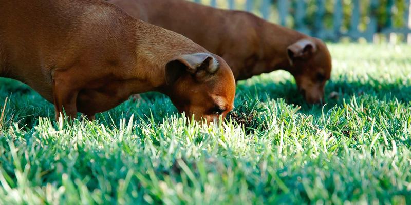 业主大会与业主委员会高效运作指南：从筹备选举到化解矛盾，提升小区家政、安保、清洁服务品质