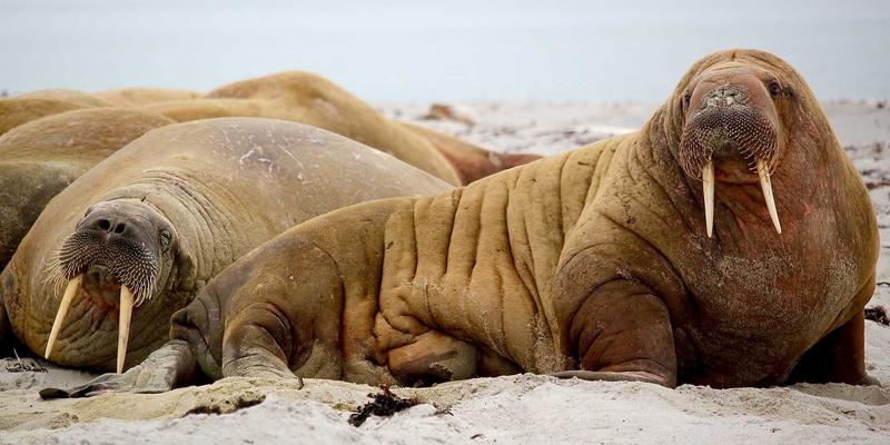 老旧小区改造新篇章：破解物业管理升级三大难题——聚焦家政服务、绿化养护与安保服务创新